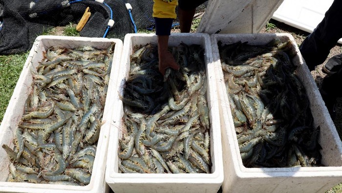Sejumlah pekerja menangkap udang vaname  menggunakan jaring di kolam budidaya udang di desa Bonda, Mamuju, Sulawesi Barat, Selasa (22/10/2024). Badan Usaha Milik Desa (BUMDES), berkolaborasi dengan perusahaan teknologi akuakultur asal Indonesia eFishery melakukan budidaya panen udang vaname yang terdiri delapan kolam intesif dan mampu menghasilkan 40 ton dalam satu siklus panen tiap tiga bulan. ANTARA FOTO/ Akbar Tado/foc.