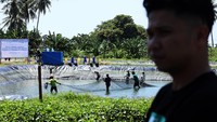 Sejumlah pekerja menangkap udang vaname menggunakan jaring di kolam budidaya udang di desa Bonda, Mamuju, Sulawesi Barat, Selasa (22/10/2024).