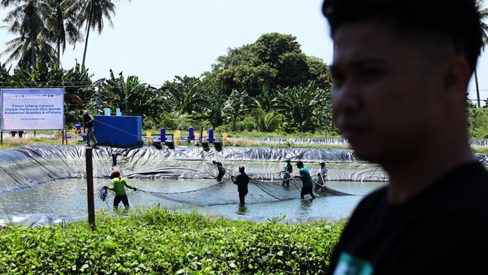 Intip Panen Raya Udang Vaname di Mamuju Sejumlah pekerja menangkap udang vaname menggunakan jaring di kolam budidaya udang di desa Bonda, Mamuju, Sulawesi Barat, Selasa (22/10/2024). Badan Usaha Milik Desa (BUMDES), berkolaborasi dengan perusahaan teknologi akuakultur asal Indonesia eFishery melakukan budidaya panen udang vaname yang terdiri delapan kolam intesif dan mampu menghasilkan 40 ton dalam satu siklus panen tiap tiga bulan. ANTARA FOTO/ Akbar Tado/foc.