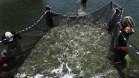 Badan Usaha Milik Desa (BUMDES), berkolaborasi dengan perusahaan teknologi akuakultur asal Indonesia eFishery melakukan budi daya udang vaname.