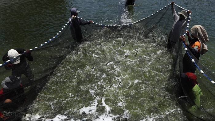 Sejumlah pekerja menangkap udang vaname  menggunakan jaring di kolam budidaya udang di desa Bonda, Mamuju, Sulawesi Barat, Selasa (22/10/2024). Badan Usaha Milik Desa (BUMDES), berkolaborasi dengan perusahaan teknologi akuakultur asal Indonesia eFishery melakukan budidaya panen udang vaname yang terdiri delapan kolam intesif dan mampu menghasilkan 40 ton dalam satu siklus panen tiap tiga bulan. ANTARA FOTO/ Akbar Tado/foc.
