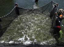 Intip Panen Raya Udang Vaname di Mamuju