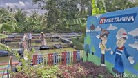 Sejak tahun 2021, lokasi eks galian C di wilayah tersebut juga disulap menjadi kolam budidaya ikan air tawar dan ladang tanaman sayur mayur. Lahan tersebut dikelola oleh sejumlah pelajar dan anak-anak putus sekolah. Hasil panen ikan dan sayuran ini dijual ke pedagang sekitar. (Foto: Rio Roma Dhoni)