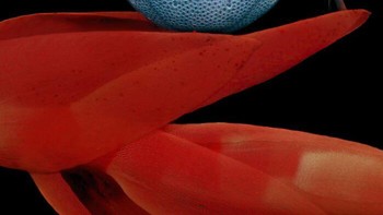 Tungau air (Arrenurus). karya Wloclawek, Kujawko-Pomorskie PolandiaFoto: Nikon Small World