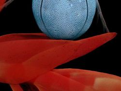 Foto Menakjubkan Jawara Kontes Dunia Kecil Nikon 2024