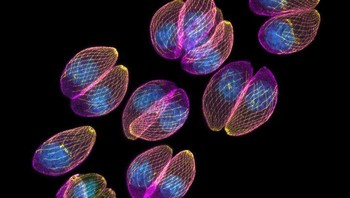 Parasit tahap akut Toxoplasma gondii dalam sel kulit manusia. Karya University of Edinburgh Institute for Immunology and Infection Research Edinburgh, MidLothian, Inggris Foto: Nikon Small World