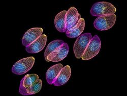 Foto Menakjubkan Jawara Kontes Dunia Kecil Nikon 2024