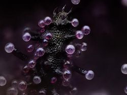 Foto Menakjubkan Jawara Kontes Dunia Kecil Nikon 2024