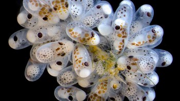 Gugus telur gurita (Octopus hummelincki). karya Columbia University Department of Neurobiology and Behavior New York, New York, AS Foto: Nikon Small World