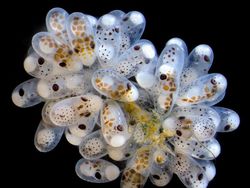 Foto Menakjubkan Jawara Kontes Dunia Kecil Nikon 2024