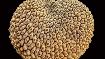 Benih tanaman Silene. karya San Anselmo, California, AS Foto: Nikon Small World