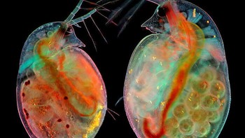 Dua kutu air (Daphnia sp.) dengan embrio (kiri) dan telur (kanan). Karya Suwalki, Podlaskie, PolandiaFoto: Nikon Small World
