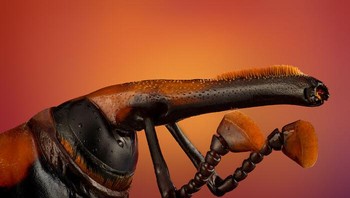 Bagian anterior dari kumbang palem. Tanta University, Faculty of Science Department of Zoology Tanta, Mesir Foto: Nikon Small World