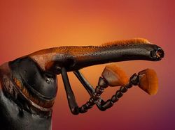 Foto Menakjubkan Jawara Kontes Dunia Kecil Nikon 2024