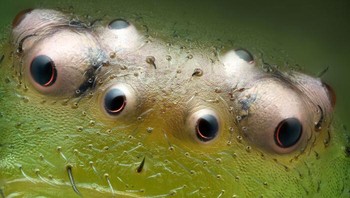 Mata laba-laba kepiting hijau (Diaea dorsata). karya Bedlno, Świętokrzyskie, Polandia Foto: Nikon Small World