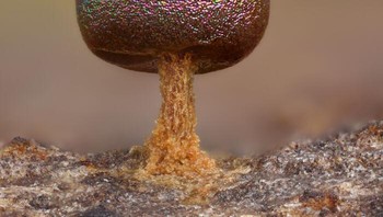 Cejamur lendir (Prototrichia metallica). karya Vacaville, California, Amerika Serikat Foto: Nikon Small World