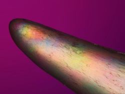 Foto Menakjubkan Jawara Kontes Dunia Kecil Nikon 2024