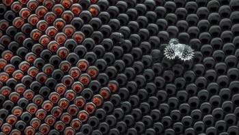 Serbuk sari pada mata gabungan lalat. karya Hannover, Niedersachsen, Jerman Foto: Nikon Small World