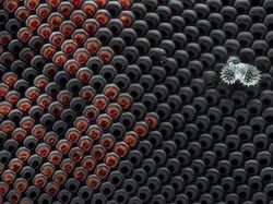 Foto Menakjubkan Jawara Kontes Dunia Kecil Nikon 2024