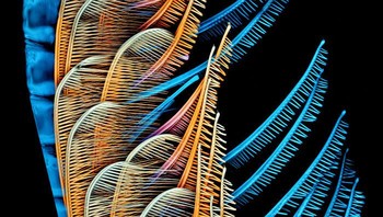 Antena undur-undur laut. karya Howard Hughes Medical Institute (HHMI), Janelia Research CampusAshburn, Virginia, USA Foto: Nikon Small World