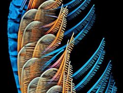 Foto Menakjubkan Jawara Kontes Dunia Kecil Nikon 2024