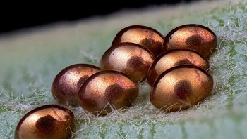Telur serangga emas di atas daun sage. karya Mannheim, Baden-Wuerttemberg, JermanFoto: Nikon Small World