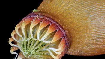 Sporofit lumut dengan spora (hijau). karya Dallas, Carolina Utara, Amerika Serikat Foto: Nikon Small World