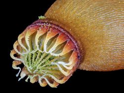 Foto Menakjubkan Jawara Kontes Dunia Kecil Nikon 2024