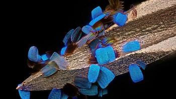 Sisik sayap kupu-kupu (Papilio ulysses) pada jarum suntik medis. karya Oberzent-Airlenbach, Hessen, Jerman Foto: Nikon Small World