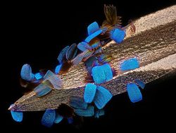 Foto Menakjubkan Jawara Kontes Dunia Kecil Nikon 2024