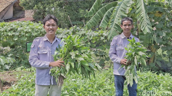 Petani milenial saat melakukan pemanenan sayur kangkung di eks galian C