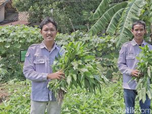 Syarat Petani Milenial 2024 Lengkap dengan Link dan Cara Daftarnya
