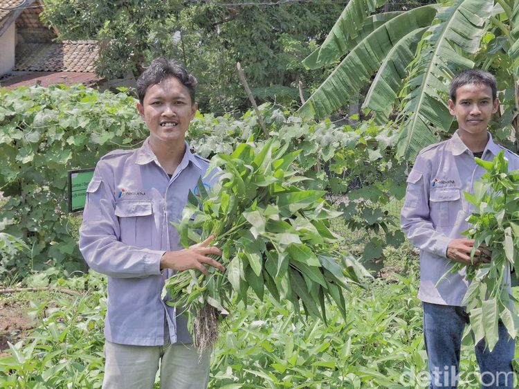 Petani Milenial di Tepian Ibu Kota
