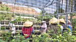 Petani Milenial di Tepian Ibu Kota