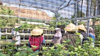 Warga RT 02 RW 02 Desa Sugih Waras, Kelurahan Talang Jambe, Kecamatan Sukarami, Kota Palembang, membangun greenhouse. Sarana itu dimanfaatkan warga untuk membudidayakan tanaman herbal. Tanaman herbal itu lalu disulap menjadi produk UMKM yang mendatangkan pundi-pundi rupiah untuk warga. (Foto: Rio Roma Dhoni)