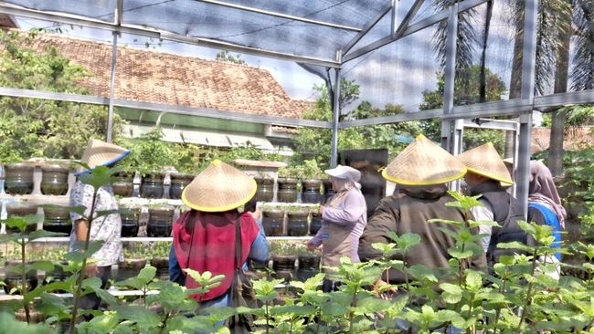 Petani Milenial di Tepian Ibu Kota