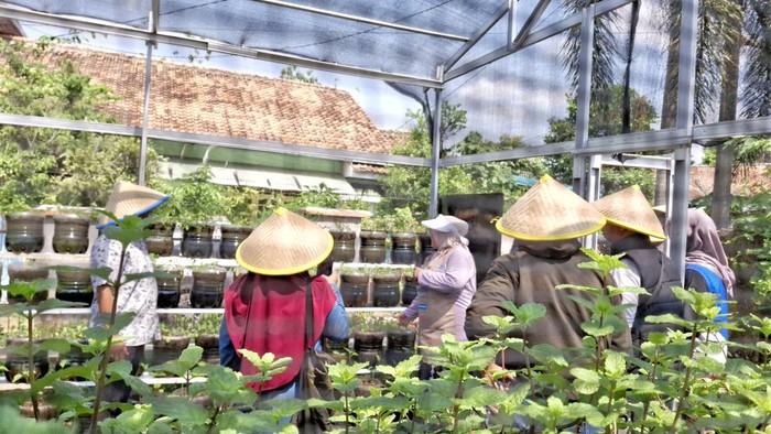Salah satu greenhouse tempat membudidayakan tanaman-tanaman herbal. Salah satu greenhouse tempat membudidayakan tanaman-tanaman herbal