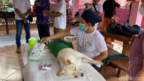 Sterilisasi dan vaksinasi hewan penular rabies (HPR) di Sukawati, Gianyar, Selasa (22/10/2024).