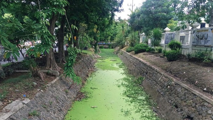 Sungai di Surabaya yang dipenuhi gulma selama musim kemarau