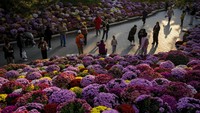 Begini penampakan bunga di taman umum Beijing, China, yang sedang bermekaran.
