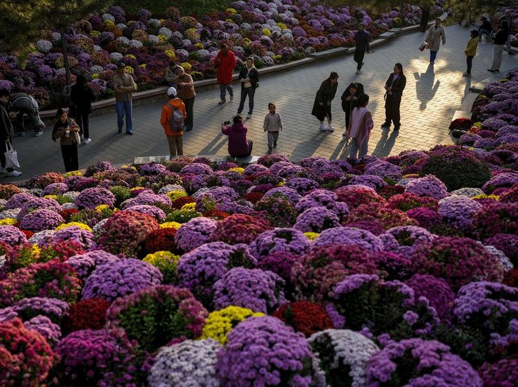 Terpesona Indahnya Bunga Warna-warni di Taman Beijing