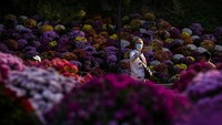 Meskipun warna-warni, tapi bunga-bunga di taman ini didominasi warna ungu.  
