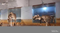 Fosil Dinosaurus