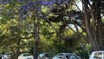 Bukan Australia, Ini Pemandangan Jacaranda di Afsel