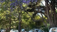 Bunga Jacaranda menjadi salah satu pohon untuk berteduh dari panasnya matahari