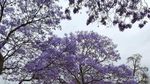 Bukan Australia, Ini Pemandangan Jacaranda di Afsel