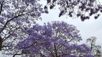Barisan pohon jacaranda yang menghiasi salah satu sudut jalan