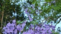 Bunga jacaranda