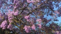 Berfoto di bawah pohon jacaranda di Pretoria, Afsel