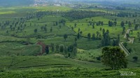 Pemandangan elok kebun teh Wayang Windu di Bandung.